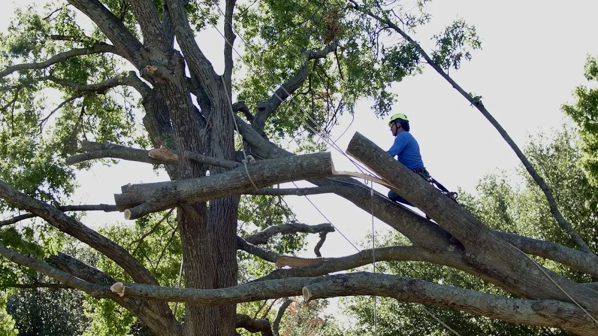Professional Crown Thinning performed by certified arborists in San Rafael